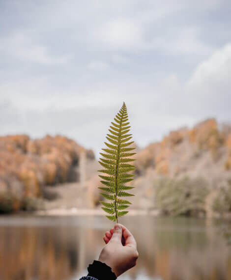 Picture of someone holding a leaf